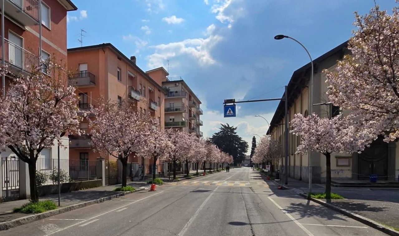 Chiusura di via Casnida a Treviglio per festeggiare la fioritura dei ciliegi