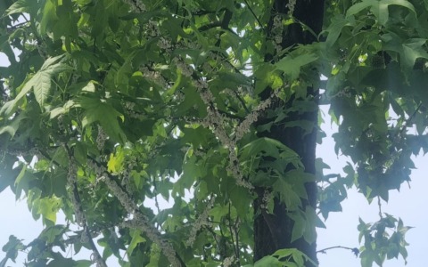 Bariano, Marino Lamera lancia l’allerta: “Viale Locatelli va protetto dalla Takahashia japonica”
