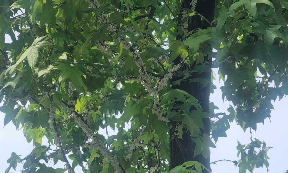 Bariano, Marino Lamera lancia l’allerta: “Viale Locatelli va protetto dalla Takahashia japonica”