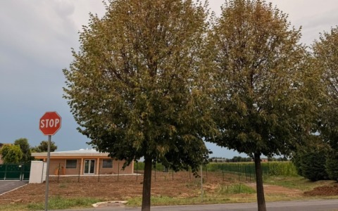 Brignano: alberi del viale del cimitero minacciati dalla “Japonica”