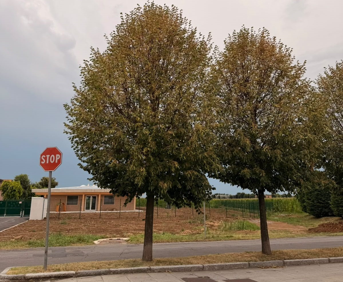 Brignano: alberi del viale del cimitero minacciati dalla “Japonica”